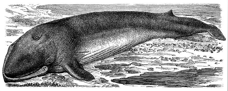 细鲸（Balaenoptera physalus）